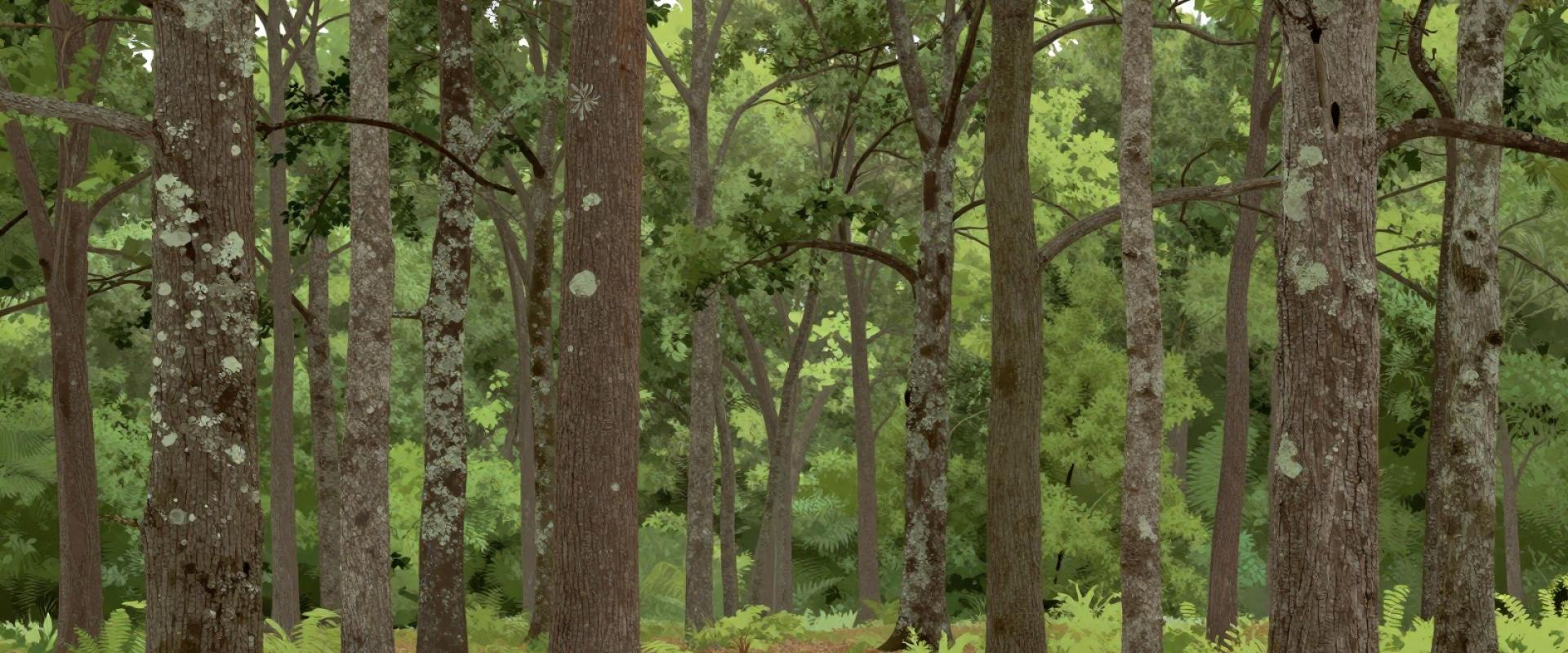 Foloi Oak