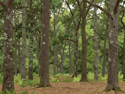 AI-generated illustration of Foloi Oak