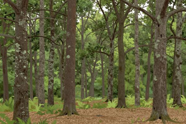 Foloi Oak