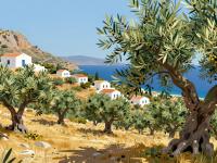 The Ultimate Guide to Greek Olive Oil