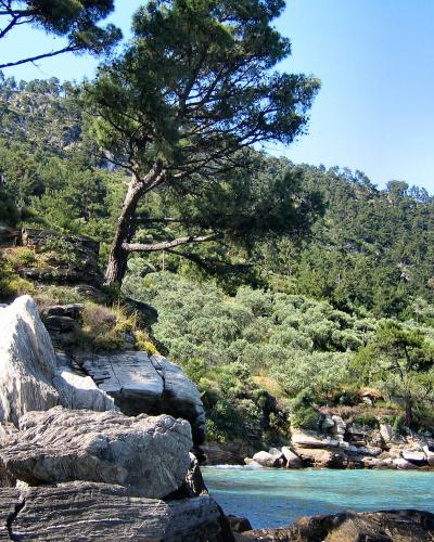 A rocky coastline with large grey boulders in the foreground, pine trees, and a hillside covered in olive groves meeting turquoise water.