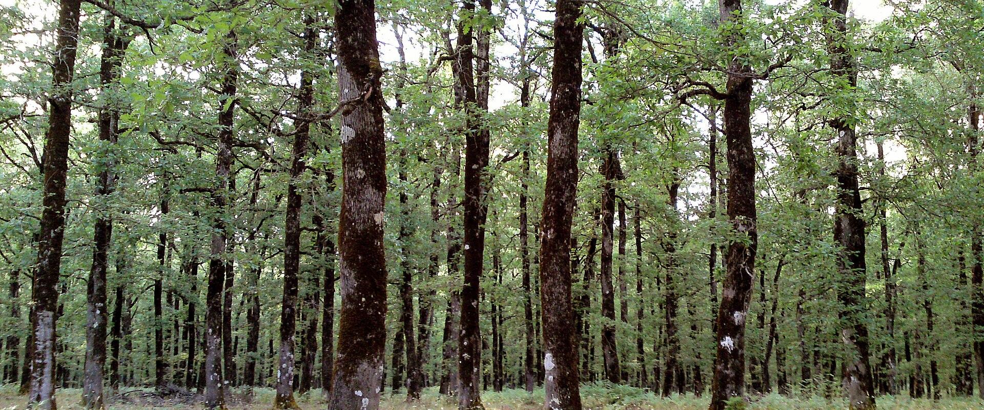 Oak forest on the Foloi plateau in Ilia