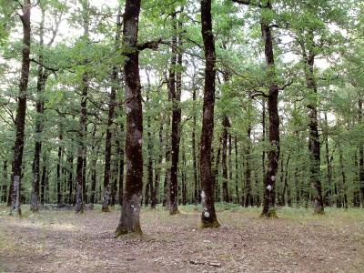 Oak forest on the Foloi plateau in Ilia