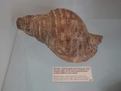 A large conch shell with a hole cut into its tip, displayed on a white surface with a bilingual museum label below it.