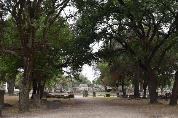 Platanus of Olympia