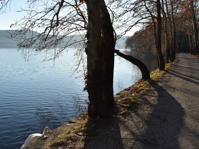 A paved path runs alongside a lake bordered by tall trees with autumn foliage, featuring a white swan swimming near the concrete edge.