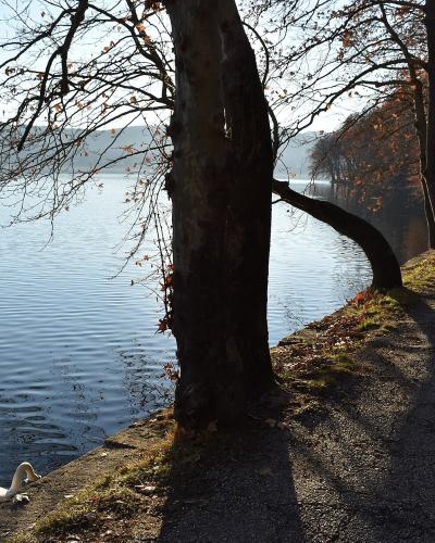 A paved path runs alongside a lake bordered by tall trees with autumn foliage, featuring a white swan swimming near the concrete edge.