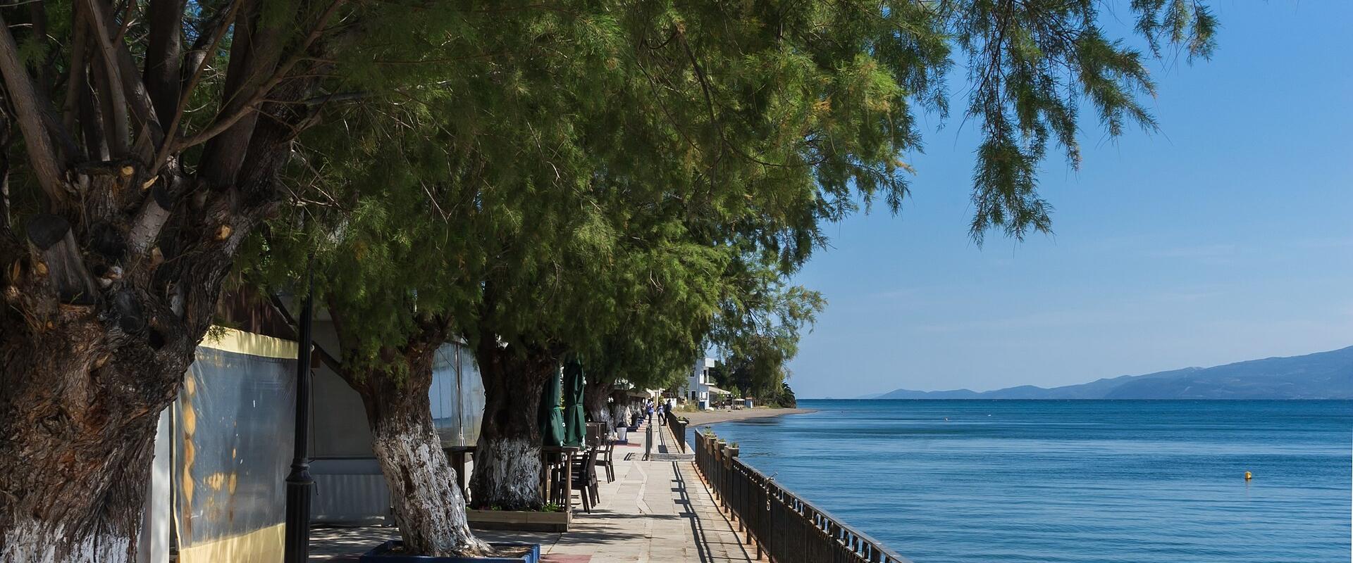 A paved seaside promenade lined with large pine trees whose trunks are painted white at the base, featuring a black metal railing along the water's edge and blue and red painted curbs.